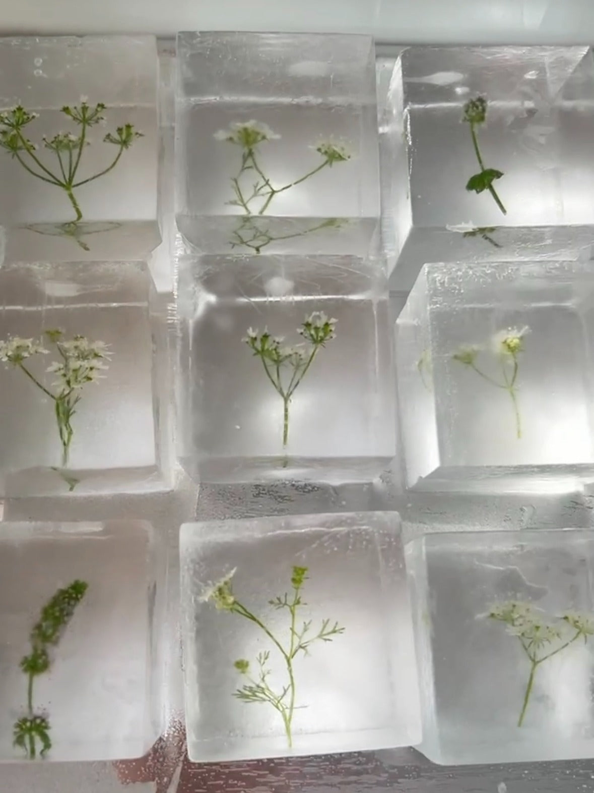 Seasonal Cubes - Cilantro Blossoms