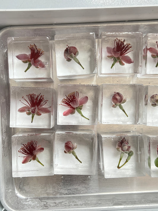 Seasonal Cubes - Pineapple Guava Blossom